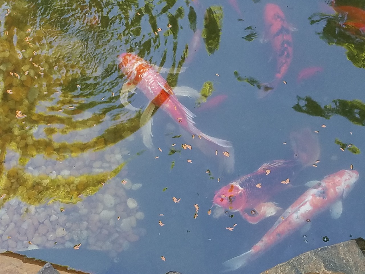 Image - fish koi pond summer water