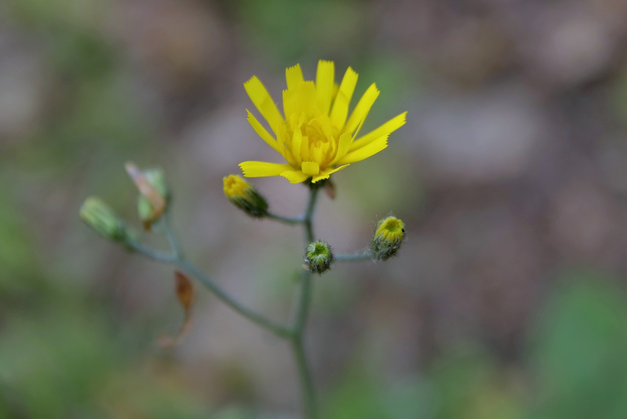 Image - flower yellow single leaflet