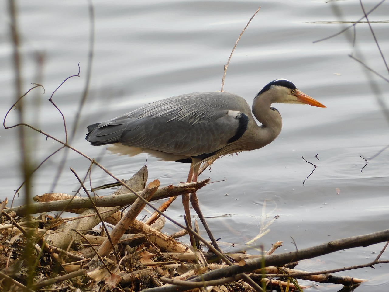 Image - heron usingen taunus hesse