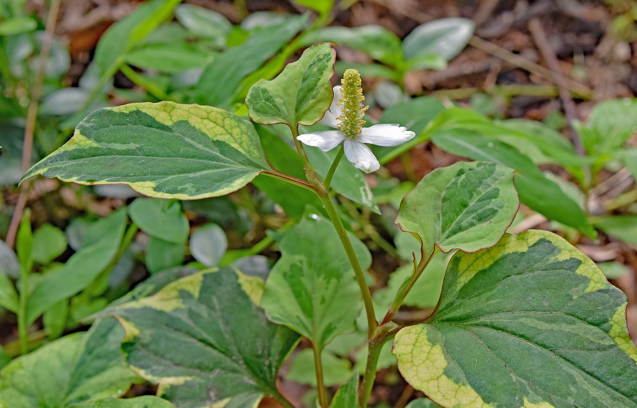 Image - chameleon plant flower blossom