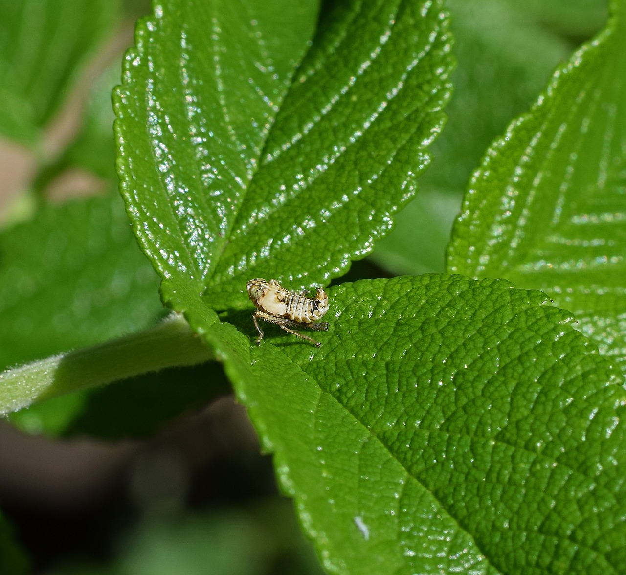 Image - grasshopper nymph insect nymph