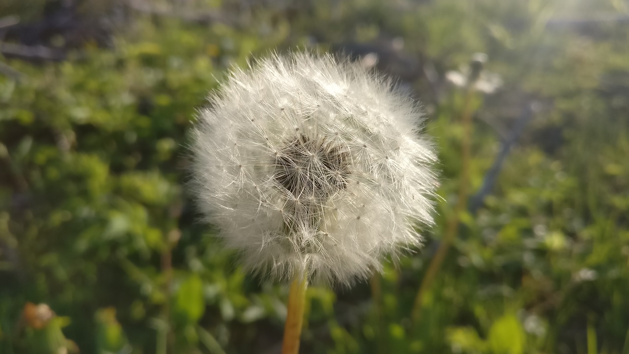 Image - dandelion green spring sun meadow