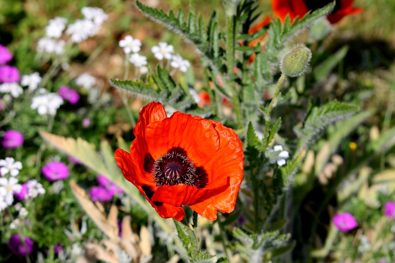 Image - poppy spring meadow meadow flowers