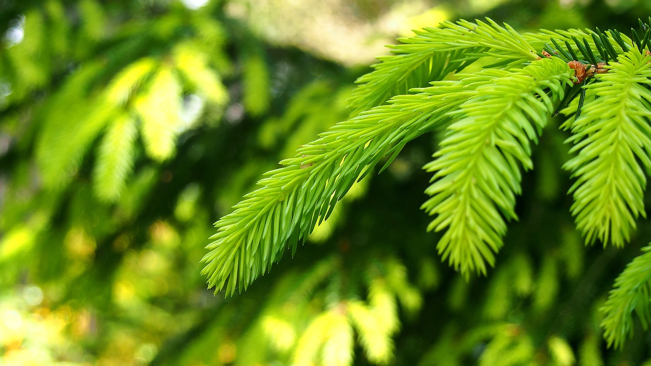 Image - iglak needle coniferous nature