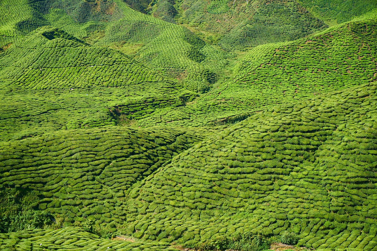 Image - tea field green beautiful