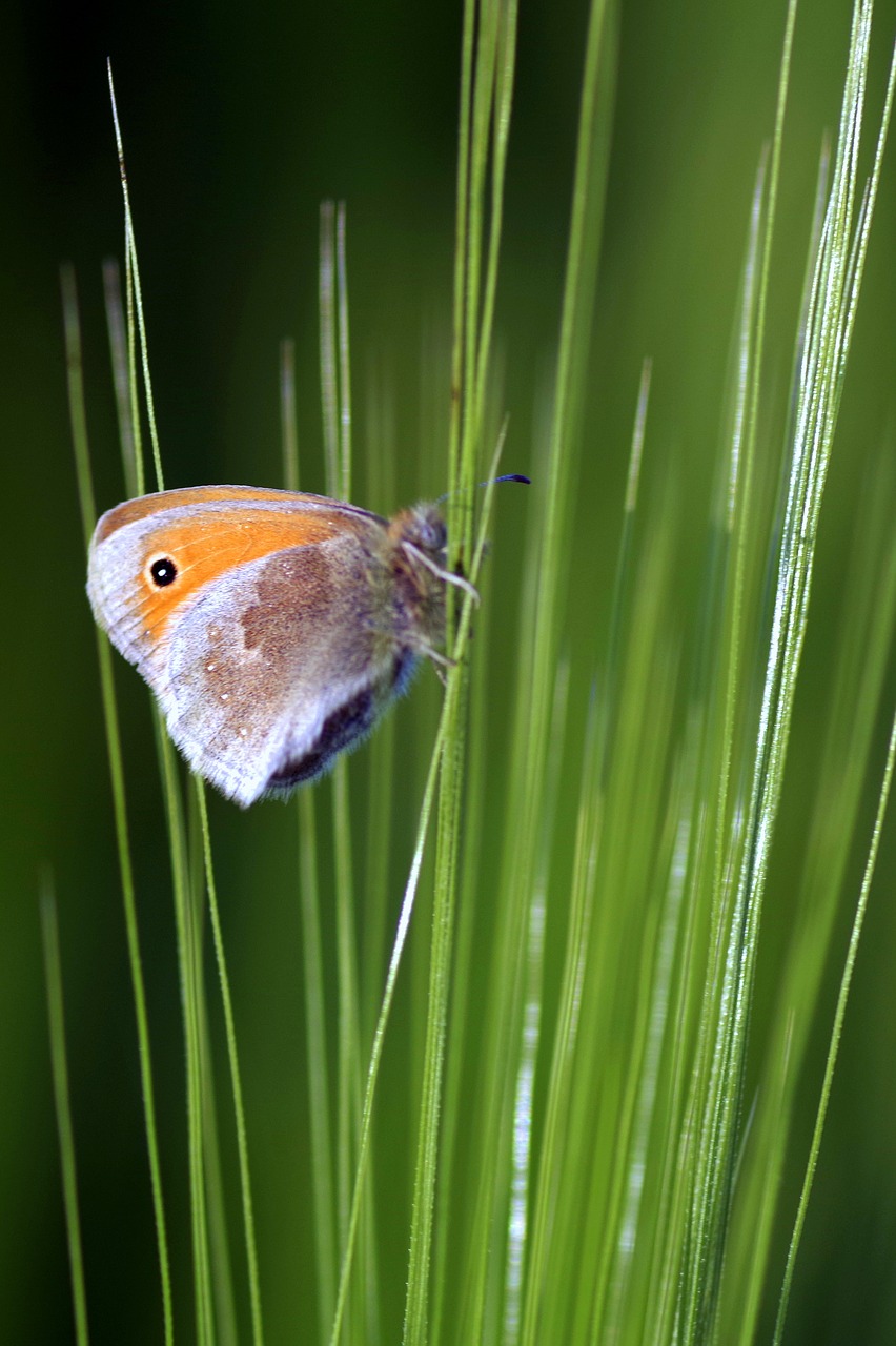 Image - butterfly grass blades tiny