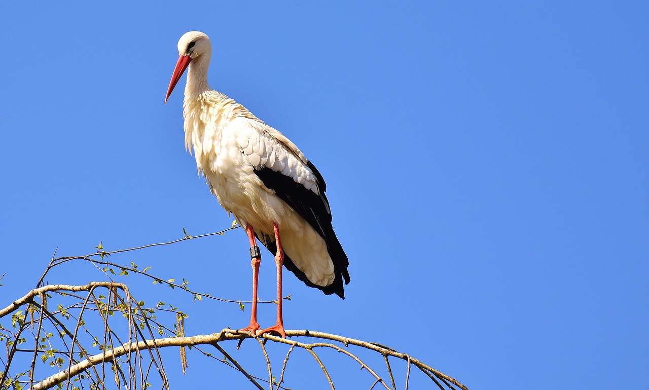 Image - stork bird fly plumage nature