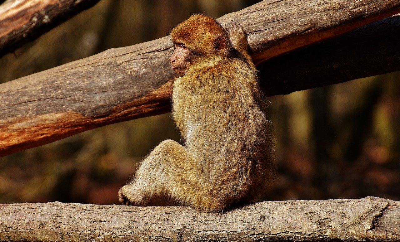 Image - barbary ape play cute