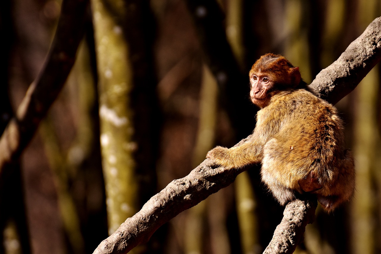 Image - barbary ape play cute