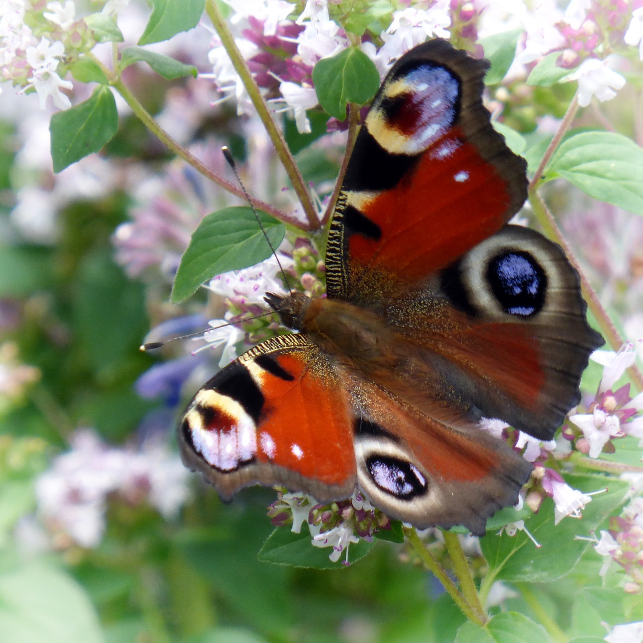 Image - butterfly peacock butterfly flowers