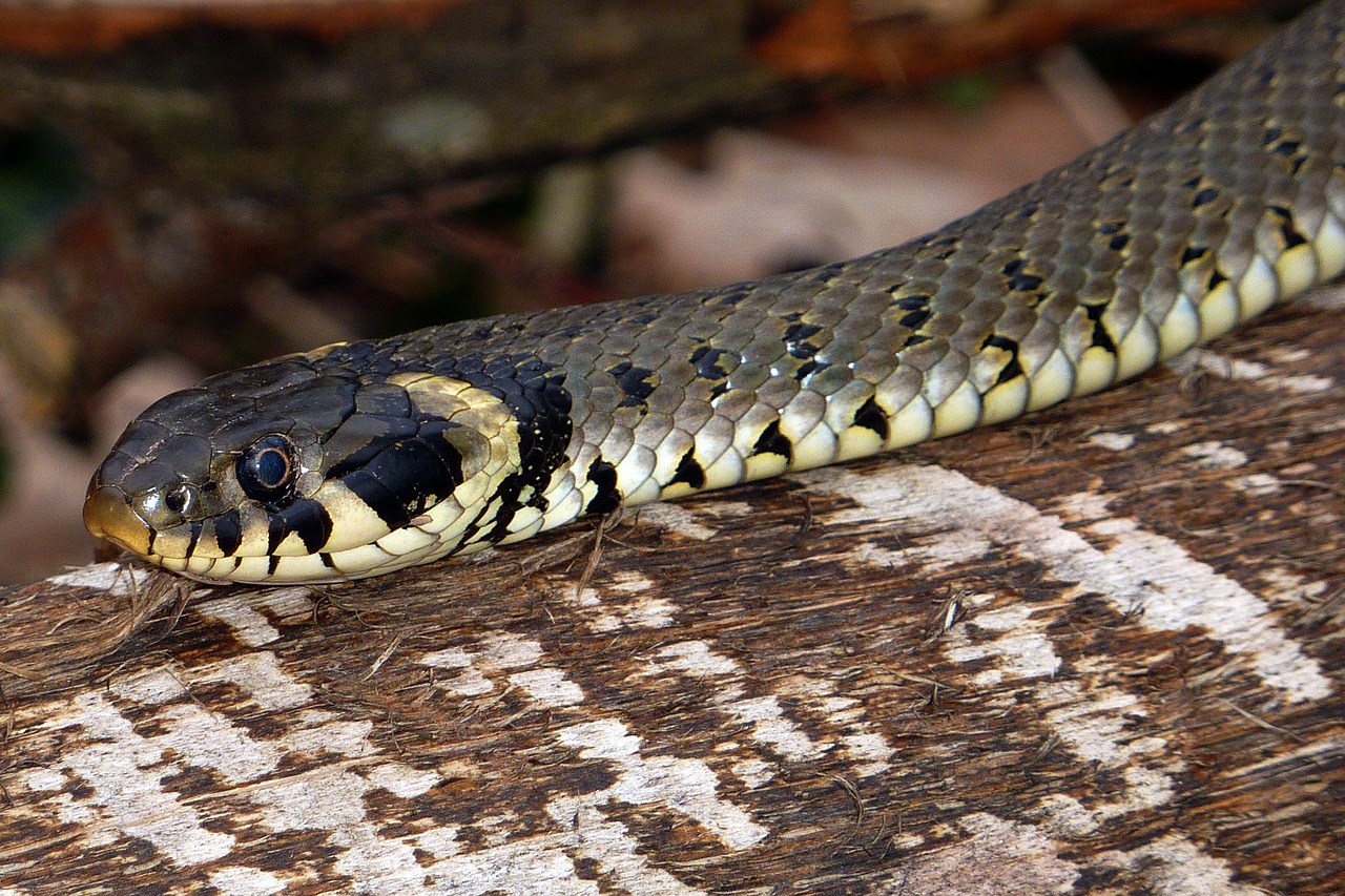 Image - snake grass snake natrix natrix