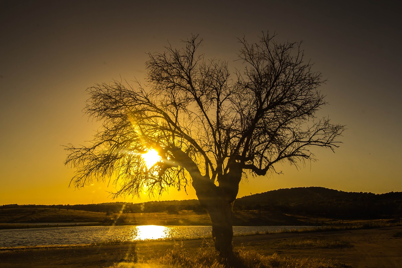 Image - sunset tree lake portugal