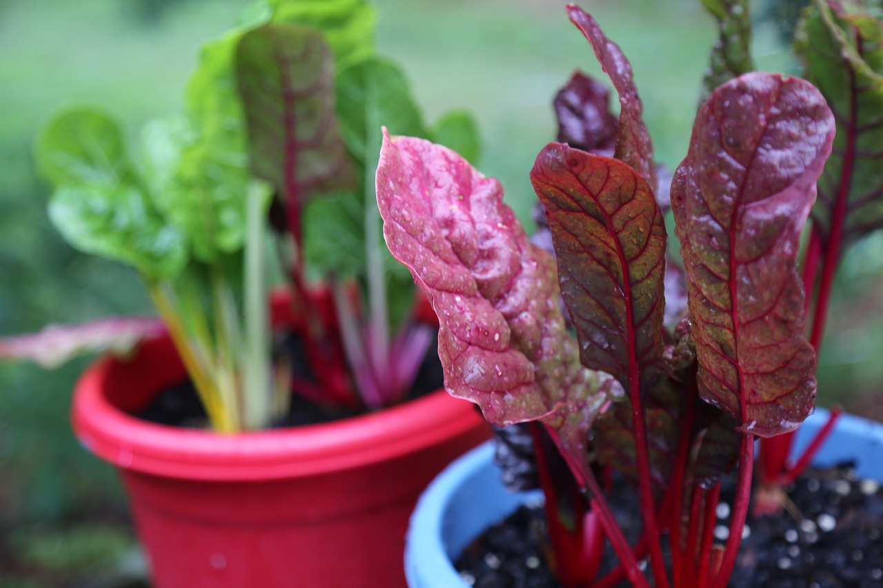 Image - chard green red lettuce