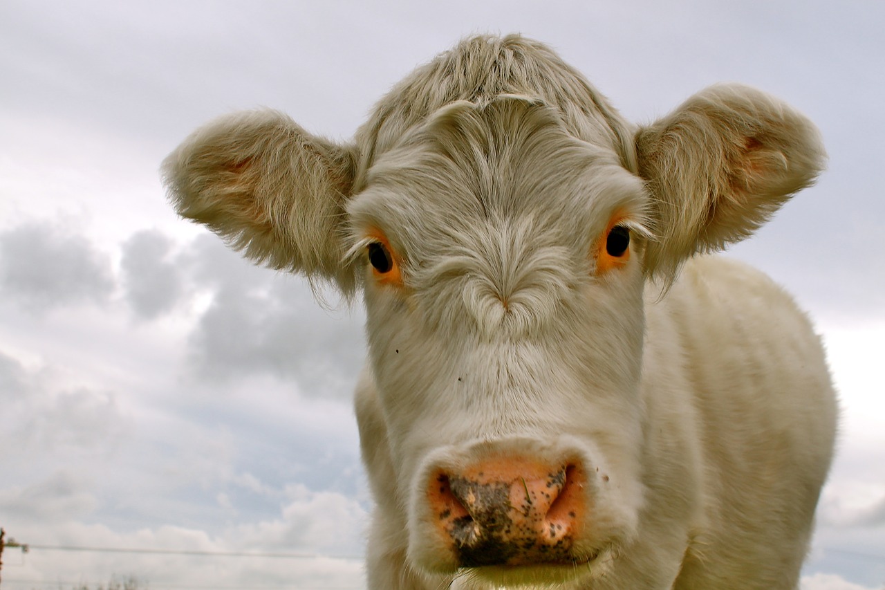 Image - cow white animal farm stare