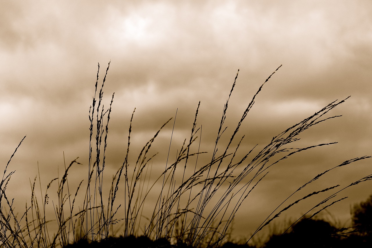 Image - grass sky wind blow silhouette