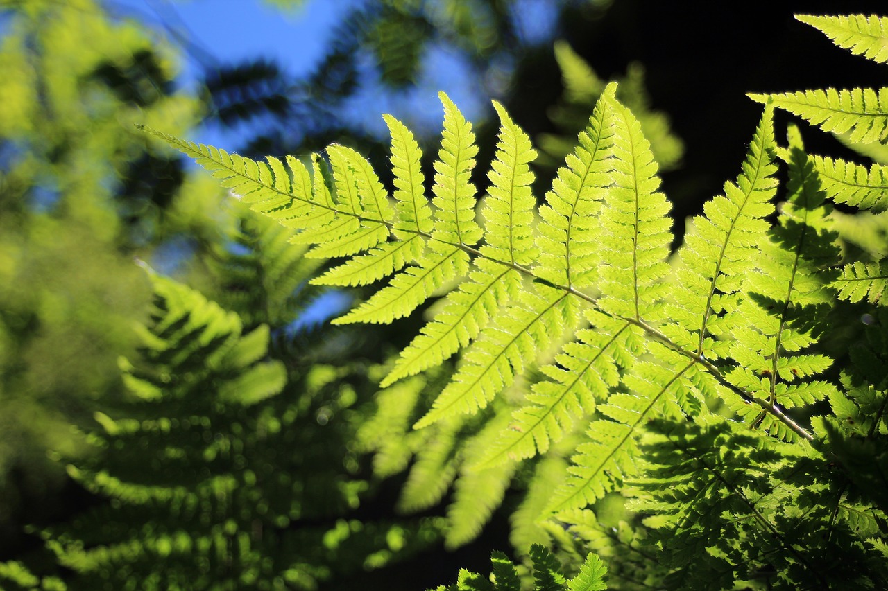 Image - fern green back light plant nature