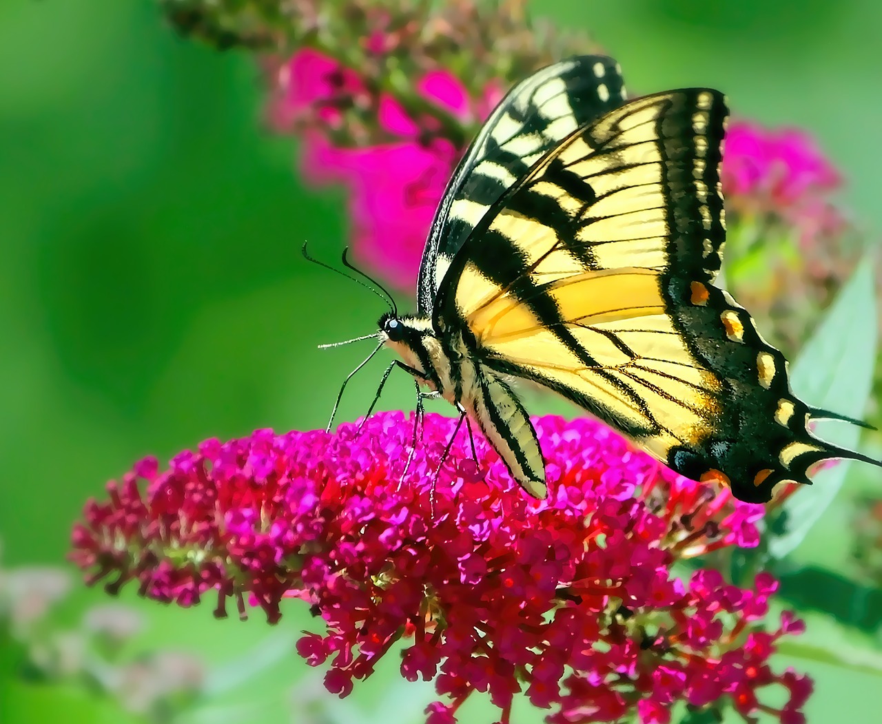 Image - butterfly yellow swallowtail