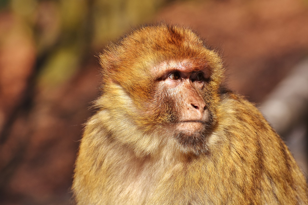 Image - barbary ape cute endangered species