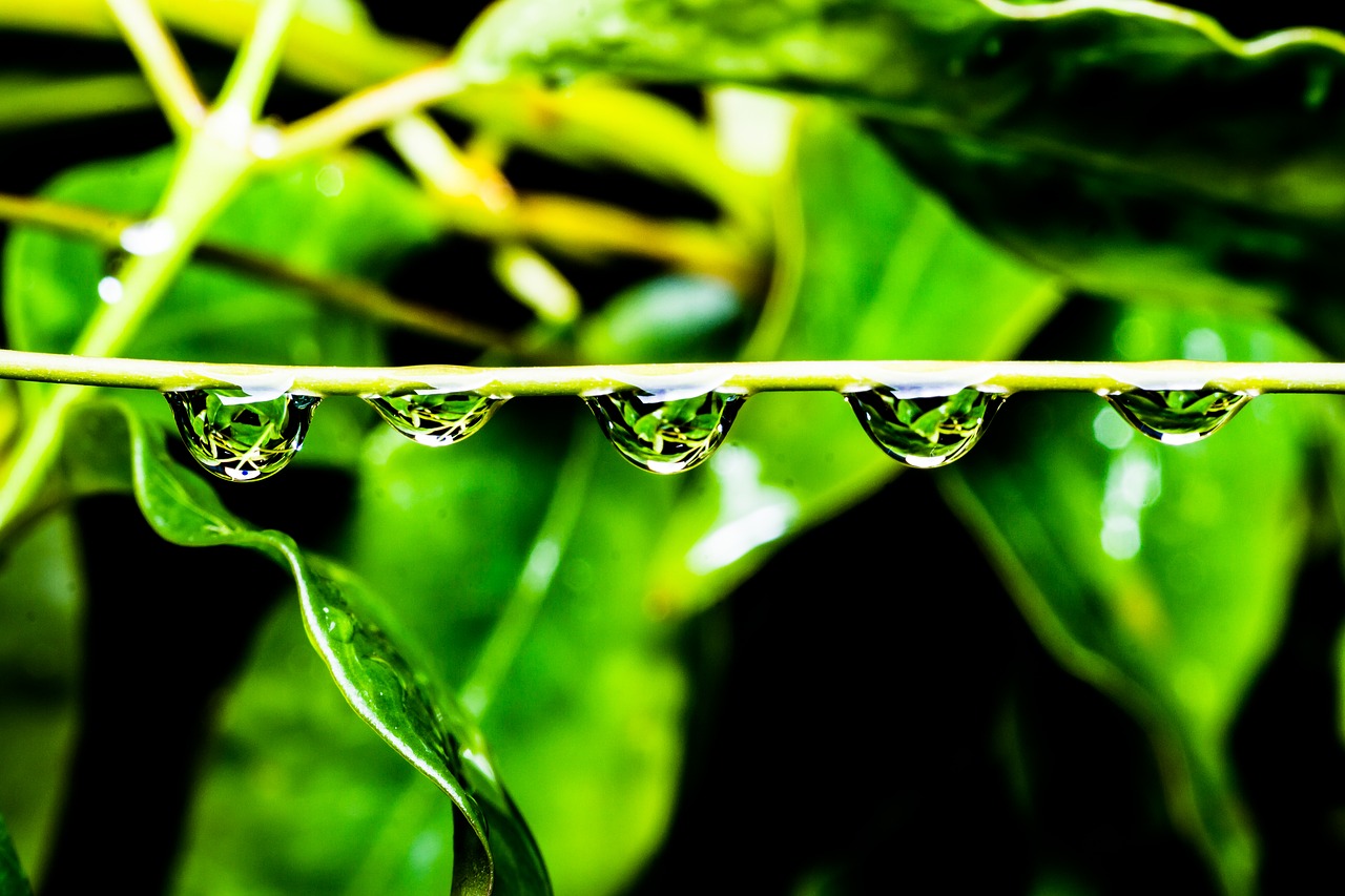 Image - green drops water nature leaf