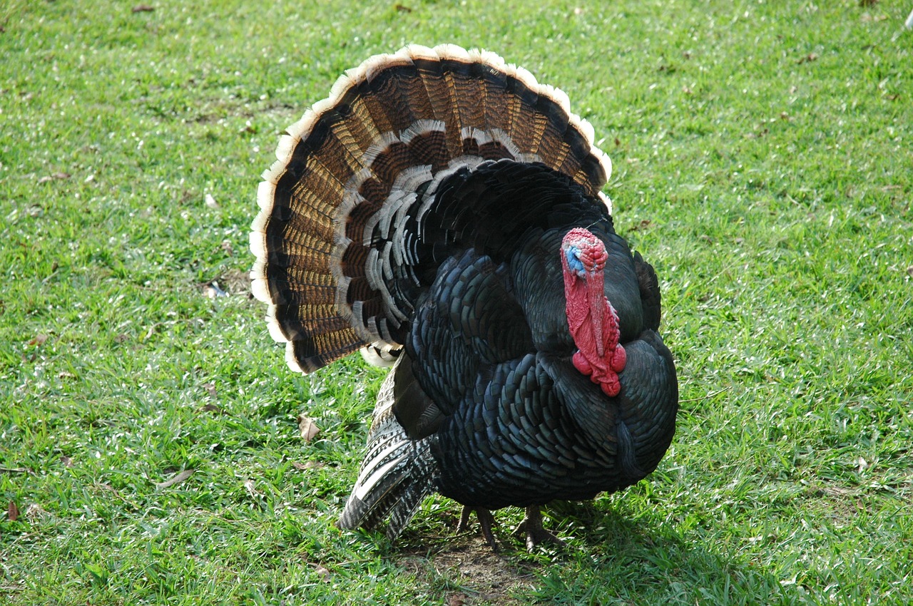 Image - turkey farm australia feathers