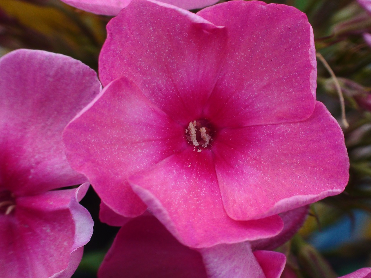Image - common missouri flower pink flower