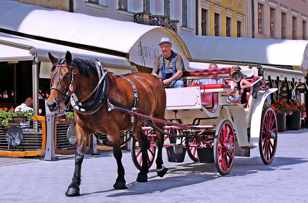 Image - carriage horse tourists transport