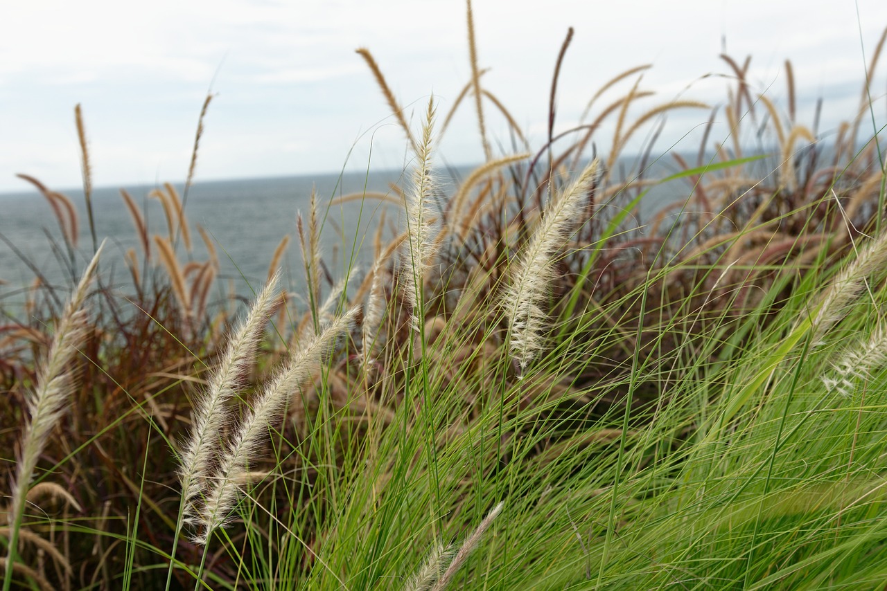 Image - beach thatched literature and art