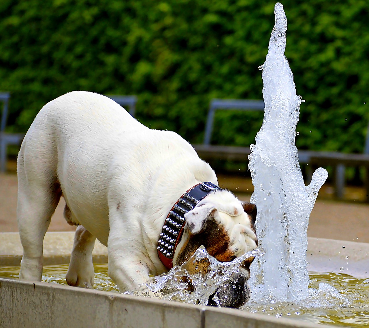 Image - dog bulldog portrait pet