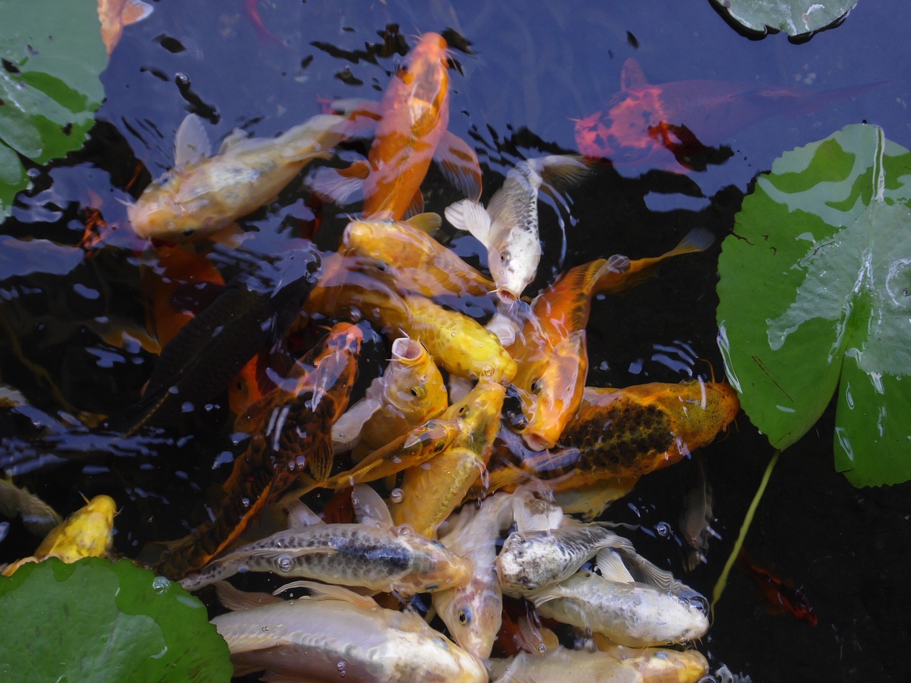 Image - fish lake blue river water fauna