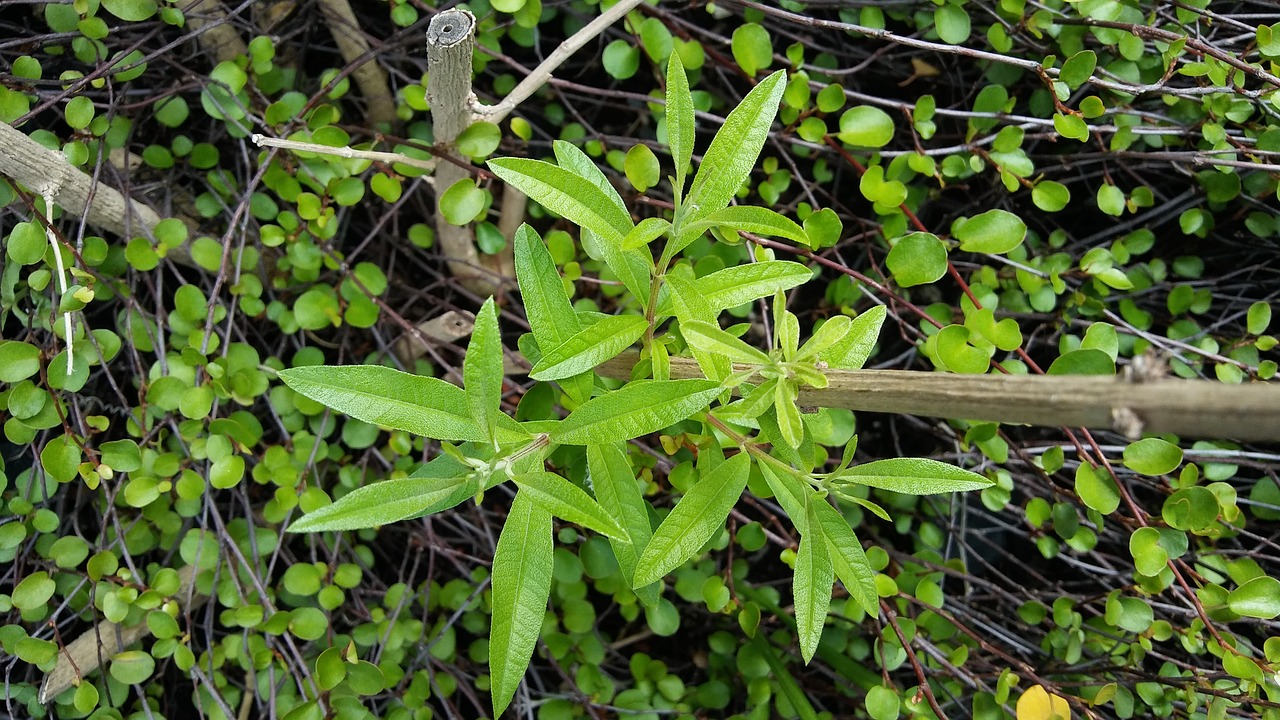 Image - hierbaluisa green plant