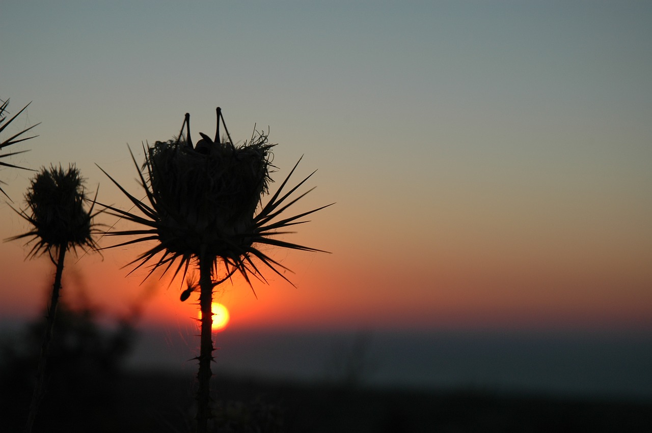 Image - grasshopper sunset silhouette red