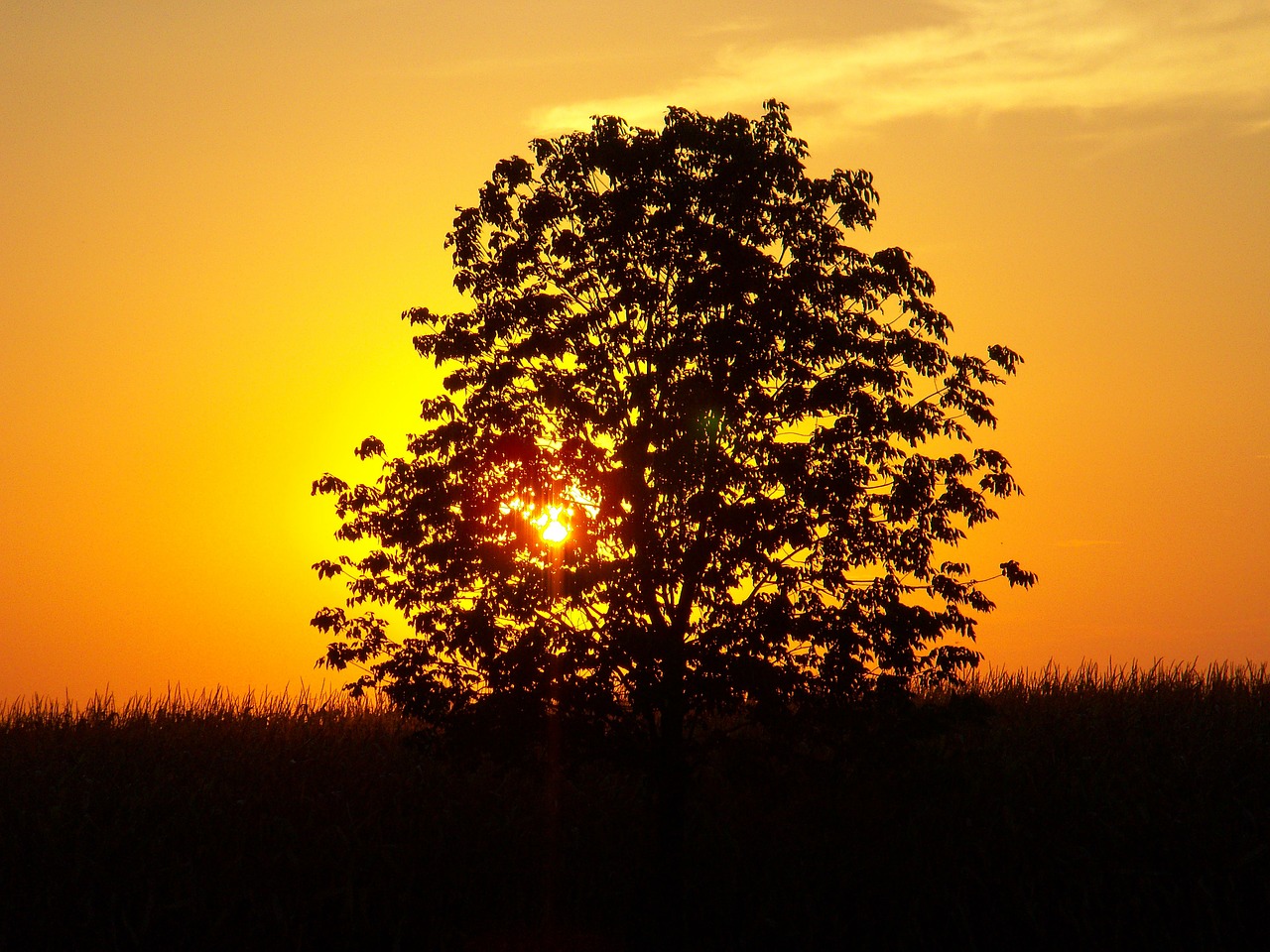 Image - sunset tree landscape corn field