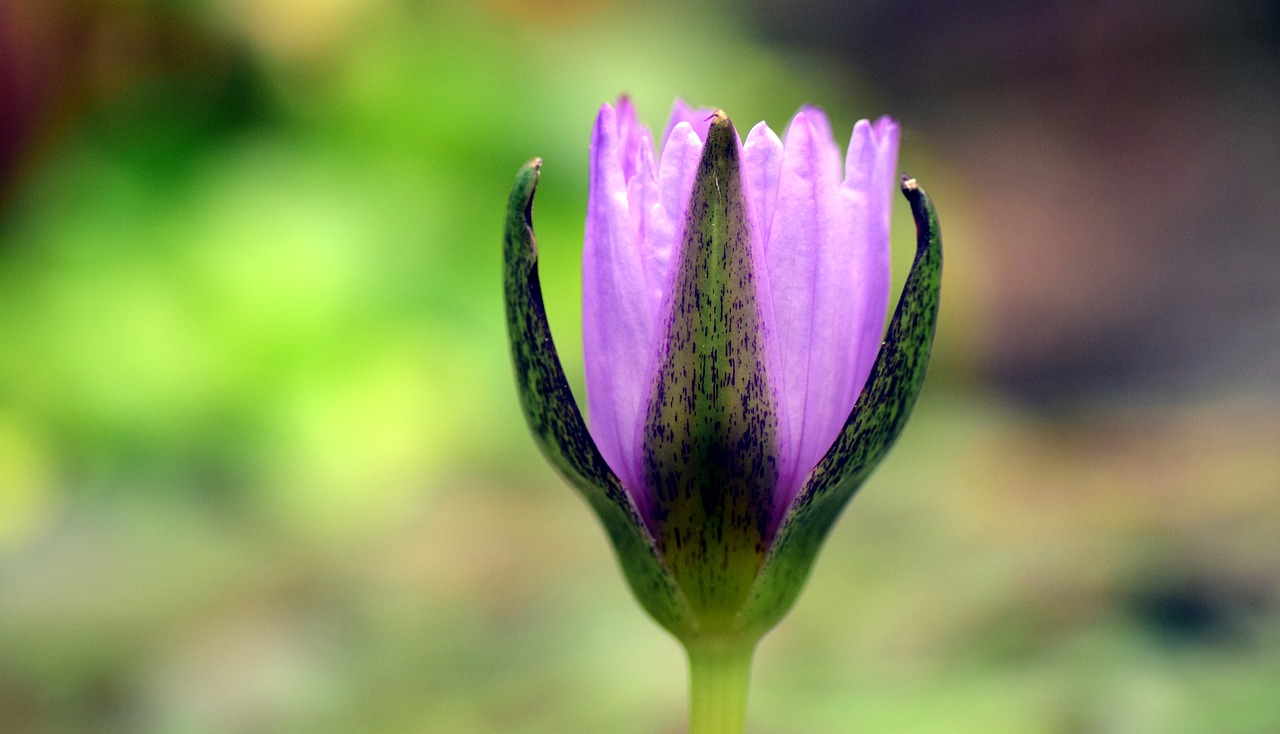 Image - water lily bud bud water lily