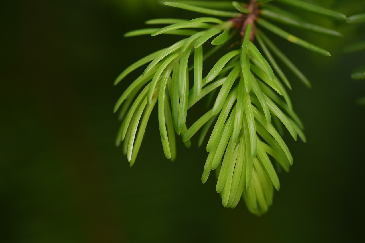 Image - spruce pine branch nature branch
