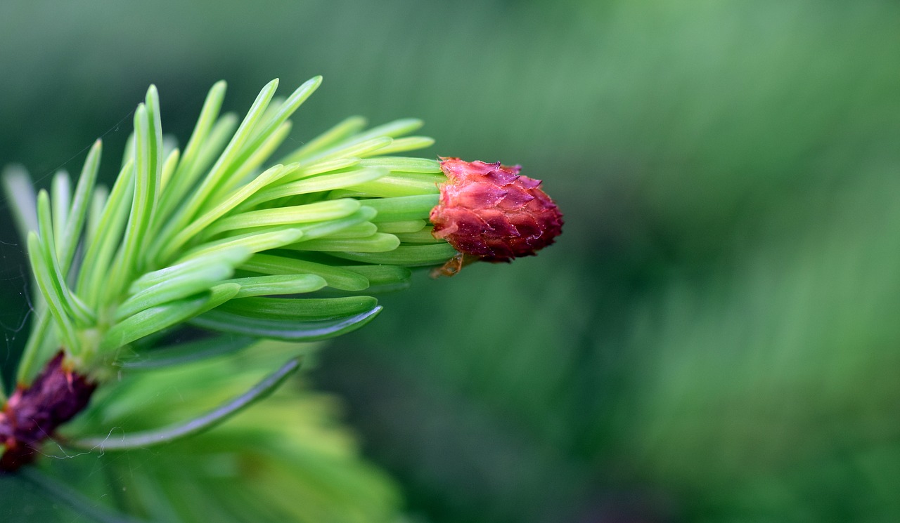 Image - spruce pine branch nature branch