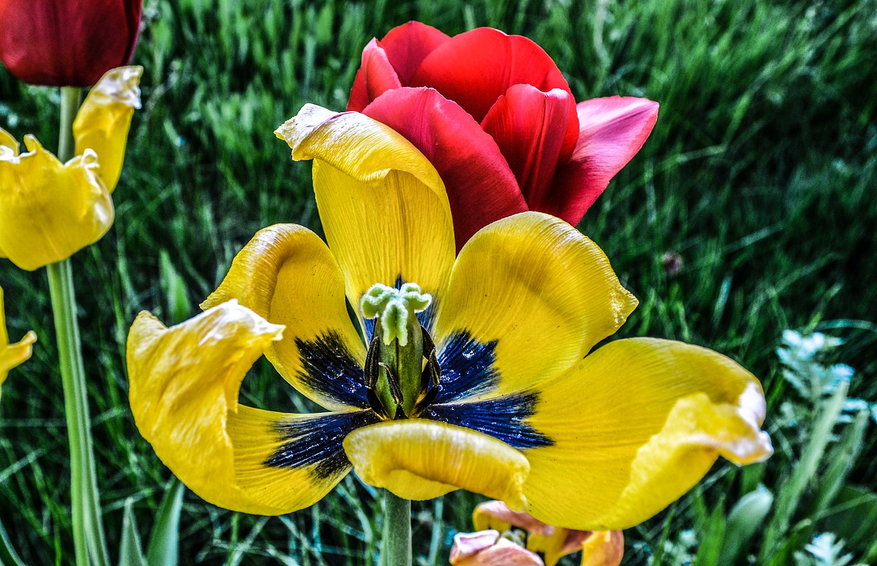 Image - flower tulip hdr colorful grass