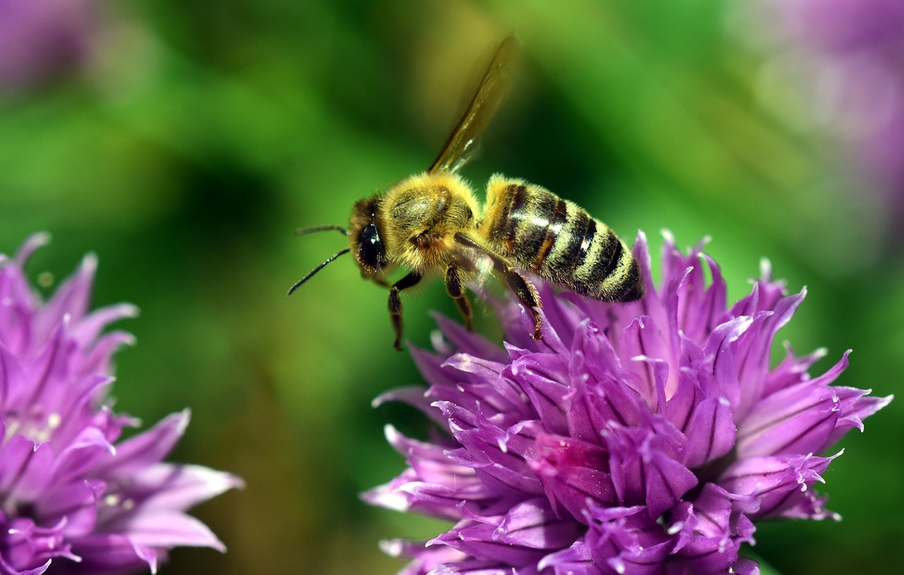 Image - chives blossom bee close insect