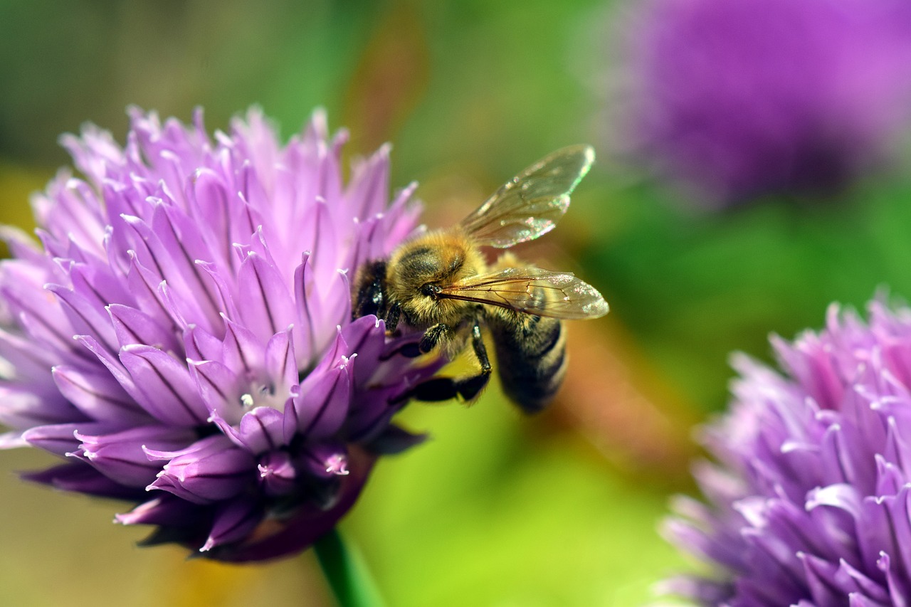 Image - chives blossom bloom nature plant