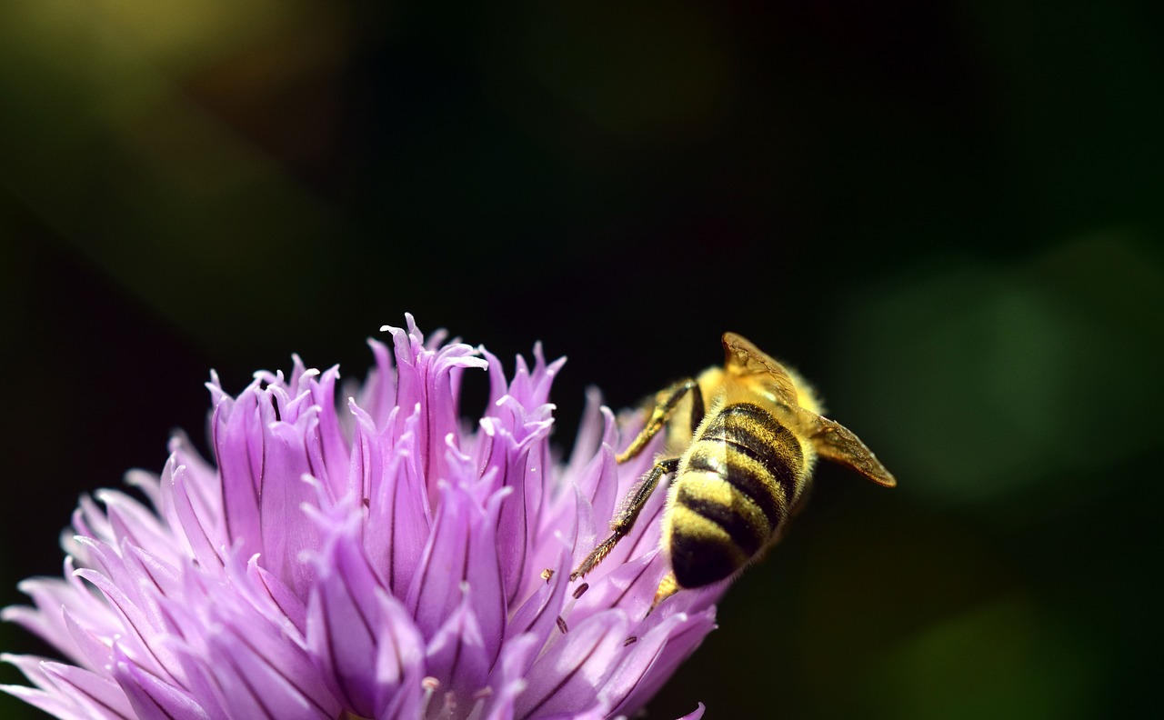 Image - chives blossom bloom nature plant