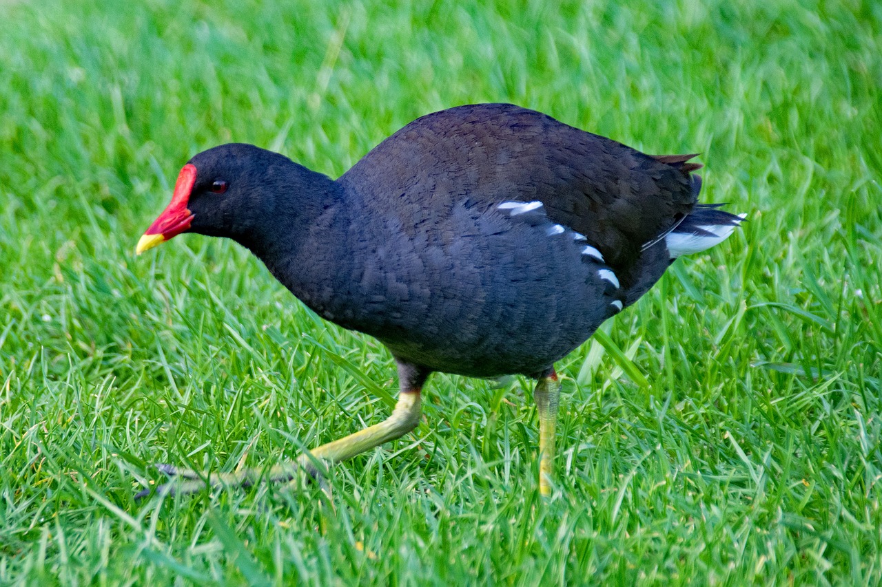 Image - common moorhen gallinula chloropus