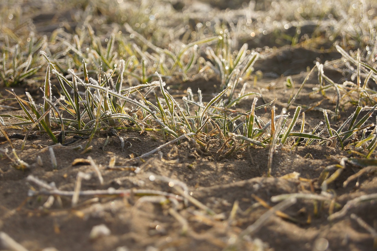 Image - hoarfrost close nature grass plant