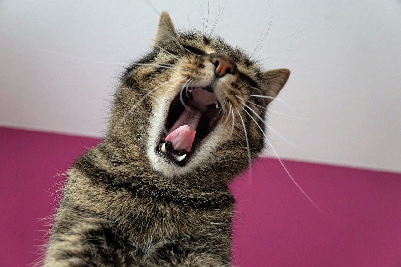 Image - cat tiger tigerle stripes trouble