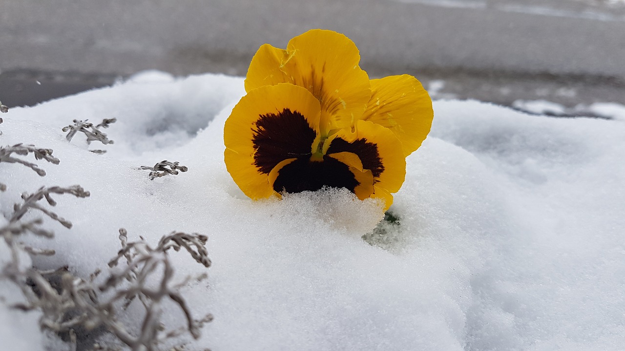 Image - violet snow altaussee spring