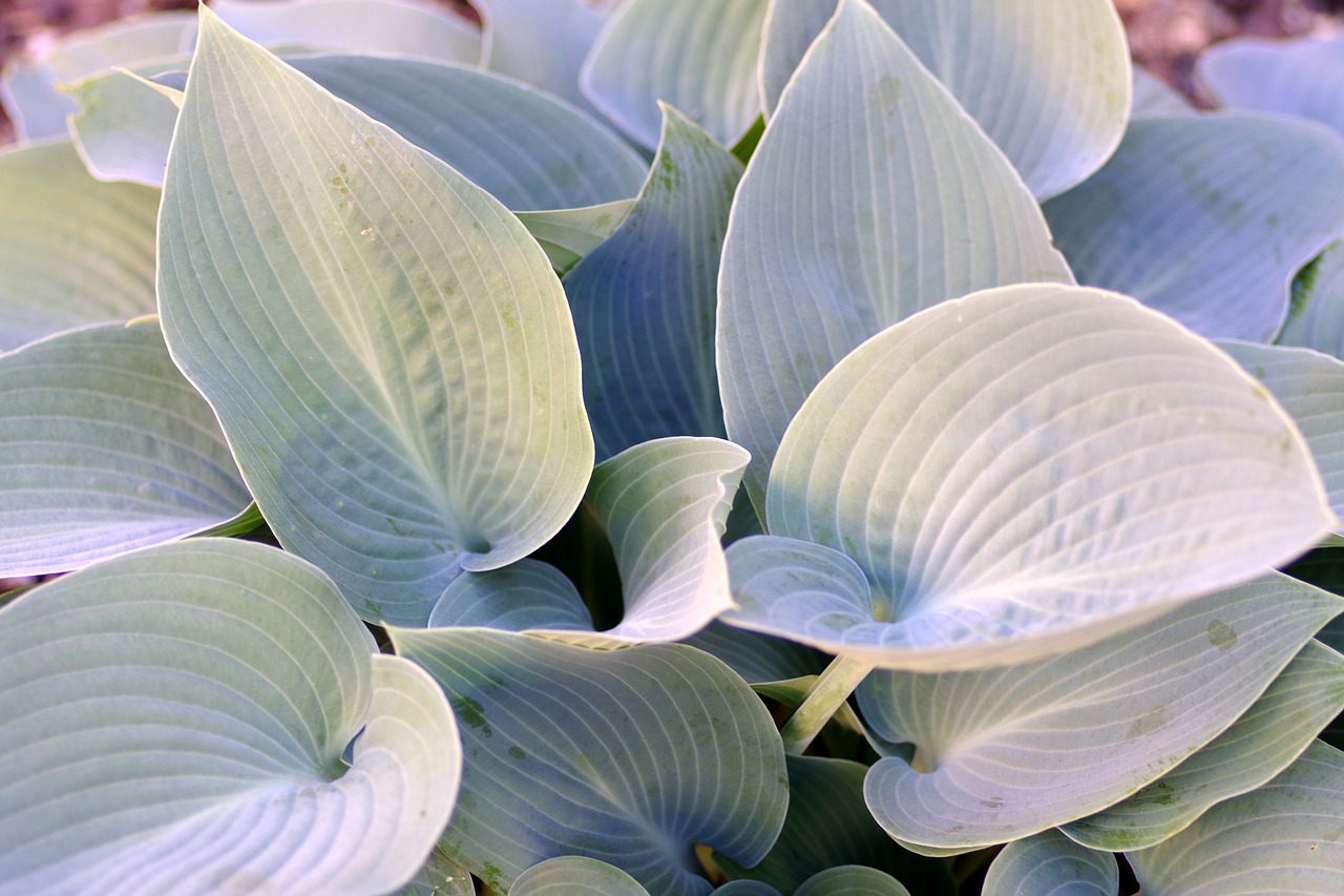 Image - green foliage decorative garden
