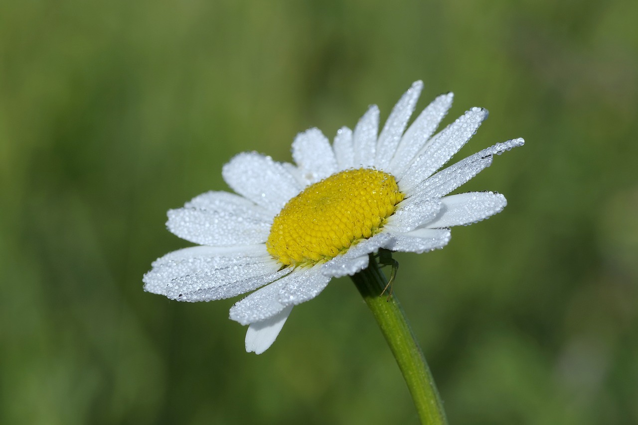 Image - daisy white the petals rosa drops