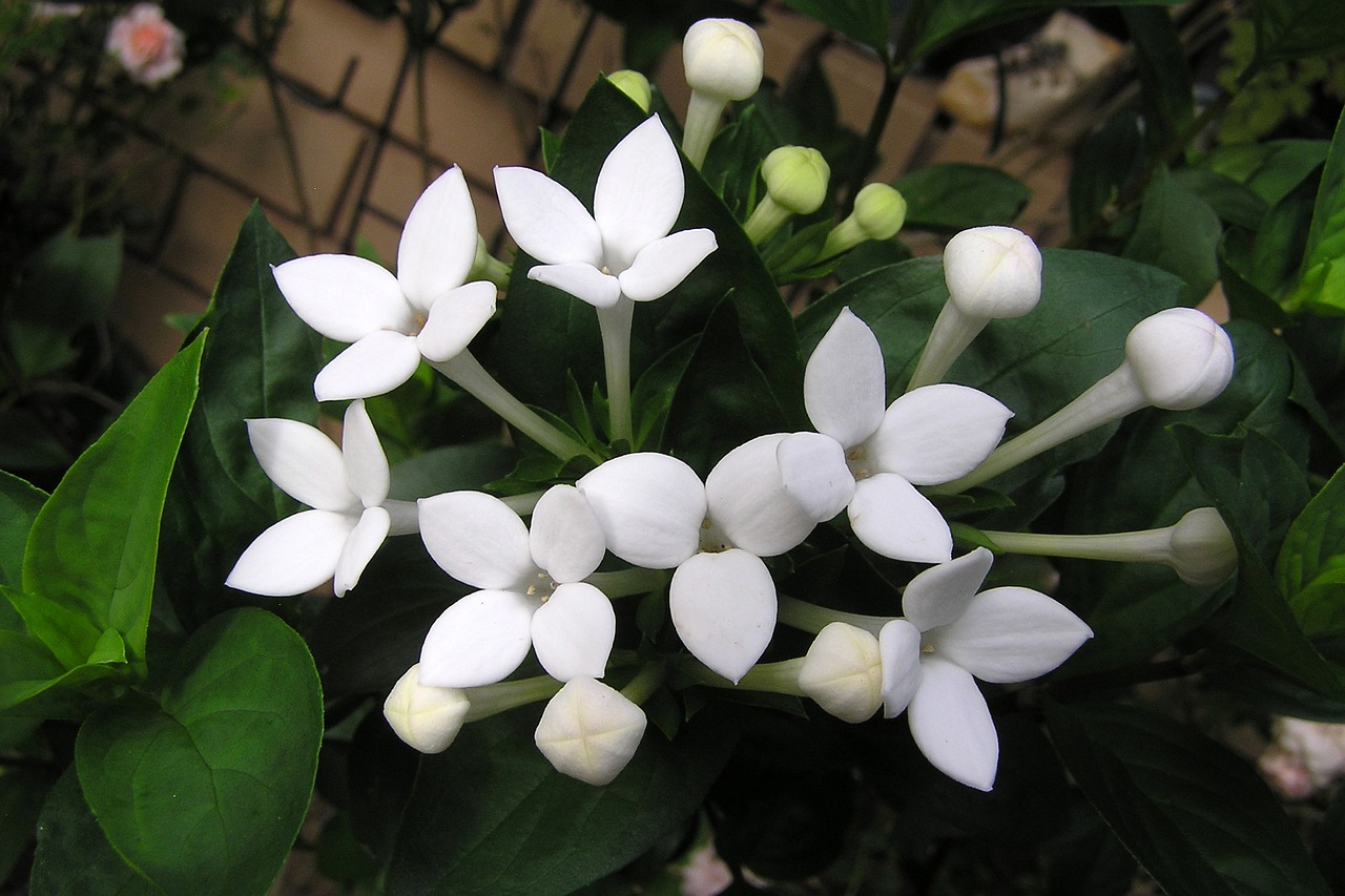 Image - flower perfumed white