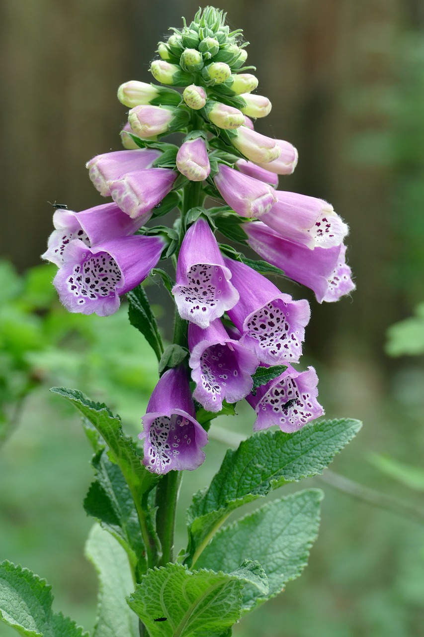 Image - flower thimble forest