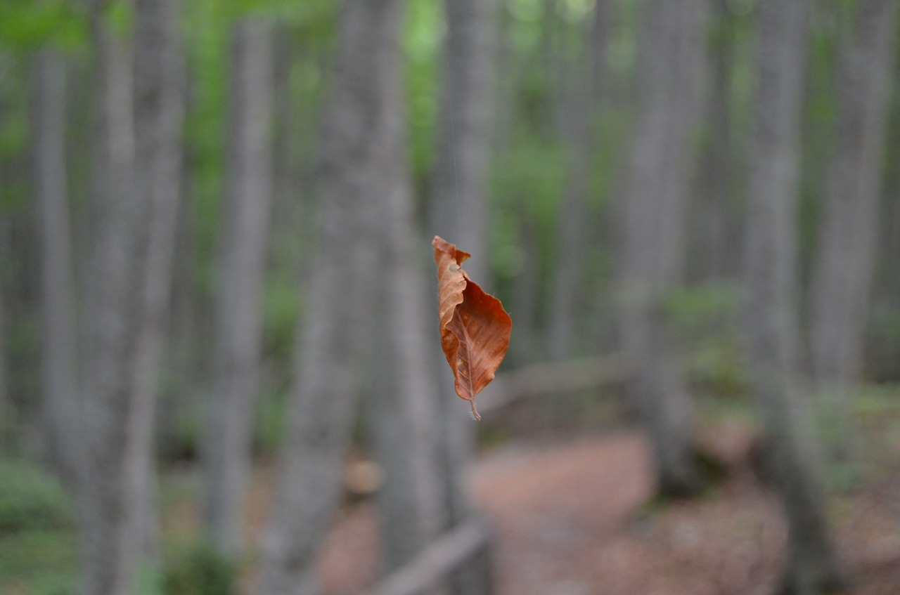 Image - leaf foliage dried leaves dry leaf