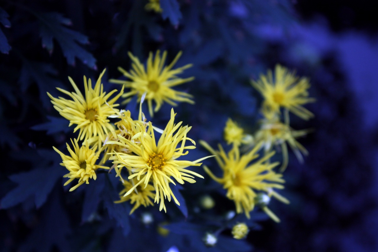 Image - chrysanthemum yellow crowding