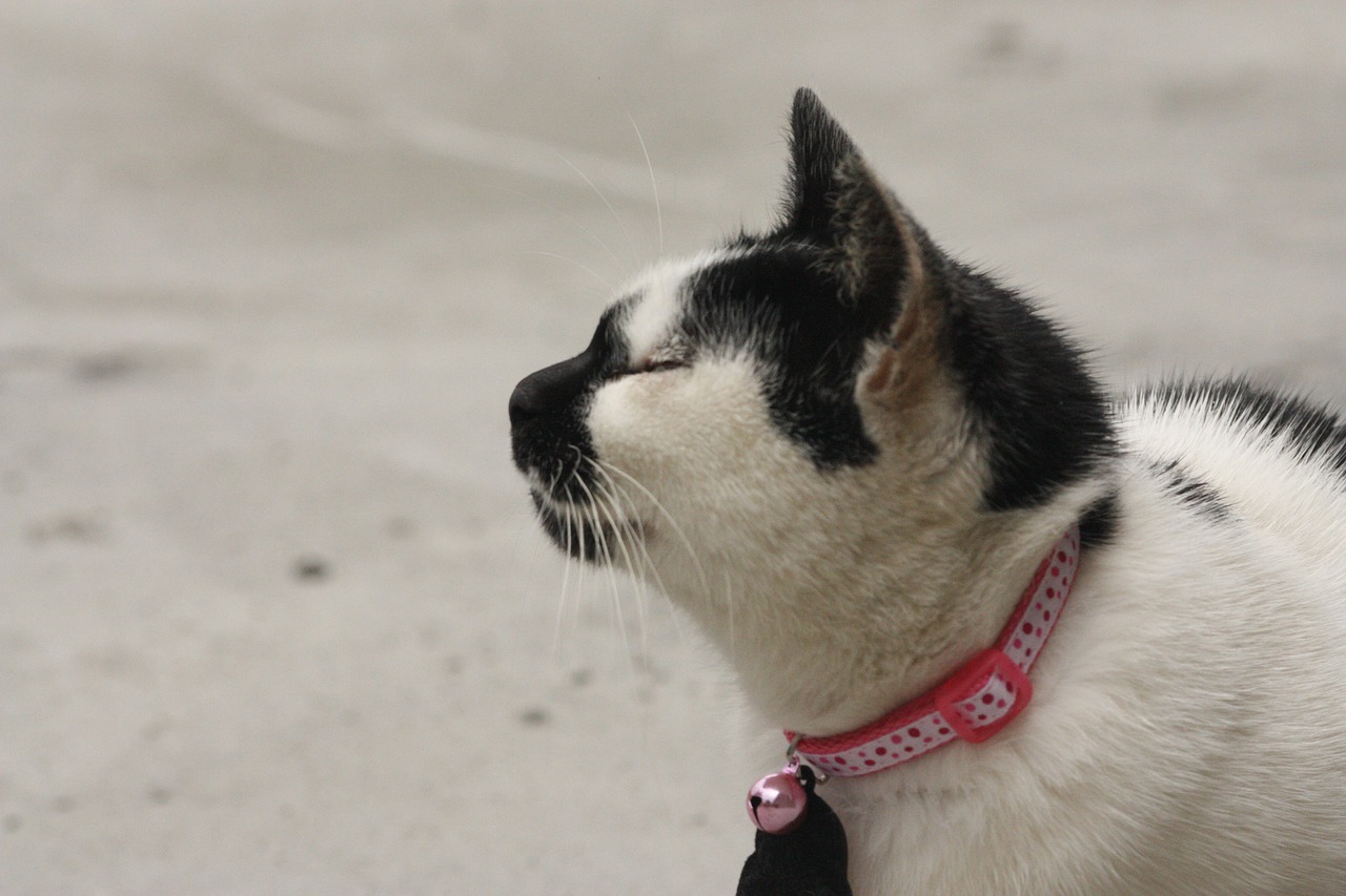 Image - cat black and white dairy guests